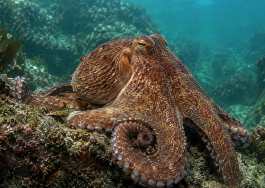 Pulpo marrón moteado sobre rocas bajo el agua; ilustración editorial generada con IA.